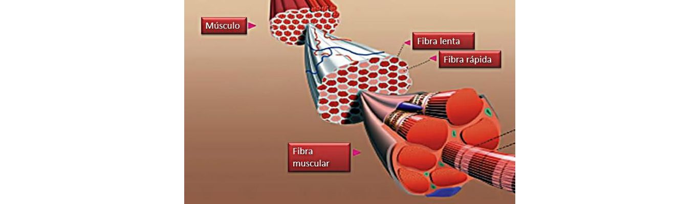 Fibras Musculares de Contracción Lenta y Rapida